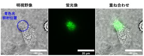 生命磁場|生きた細胞内で生体分子の磁気感受性を直接観測 